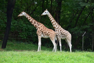Naklejka na ściany i meble A Pair of Giraffes