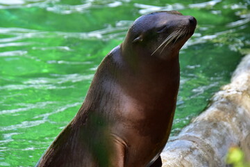 Fototapeta premium sea lion resting on a rock