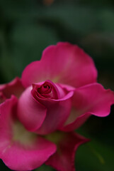 pink rose