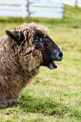 Obraz premium Funny face, brown sheep laying in a grass pasture making funny faces 