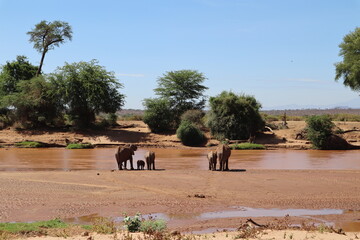 Elephants wading in Samburu