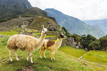 Llamas in Machu Picchu, Peru