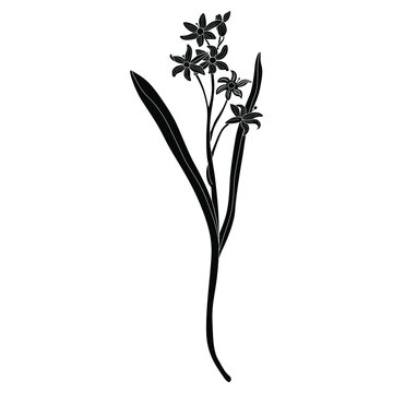 recommend clip art: Mercury Bluebell flower. (Scilla). Vintage style. Black and white silhouette.