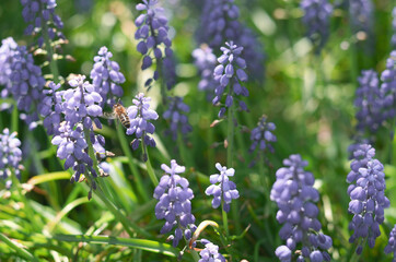 Flora in the Montreal Botanical Gardens