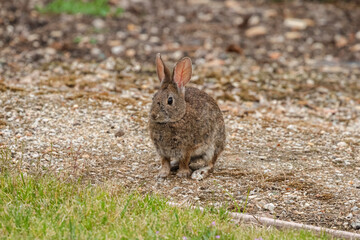 California Rabbit in Grass, Arroyo Grande California Wildlife