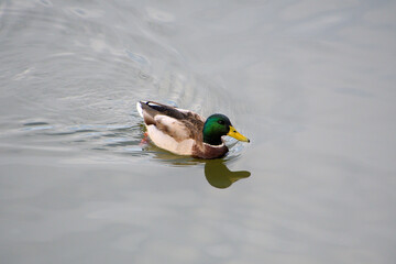 Obraz premium 頭部が緑色の雄のマガモ