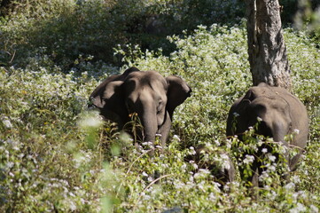 Obraz premium Elephants in wayanad wildlife santuary in wayanad, Kerala, India. Wayanad Wildlife Sanctuary is the second largest wildlife sanctuary in Kerala.