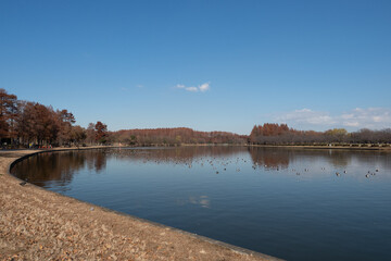 冬の水元公園の景色3