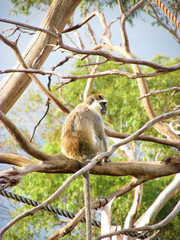 A Vervet monkey sits on a tree. This monkey is native to Africa. The species has black face and grey body hair color. They have human-like traits and adapts well to urban and rural environments.