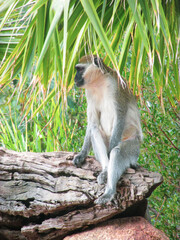 A Vervet monkey sits on a tree. This monkey is native to Africa. The species has black face and grey body hair color. They have human-like traits and adapts well to urban and rural environments.