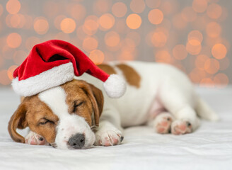 Jack russell terrier wearing red santa's hat sleeps  on a bed with festive background