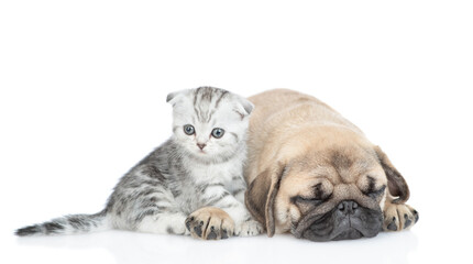 Tabby scottish kitten sits with sleeping Pug puppy.  Isolated on white background