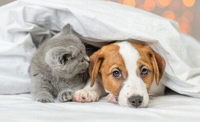 Cute kitten sniffs sad Jack russell terrier puppy under warm blanket on a bed at home