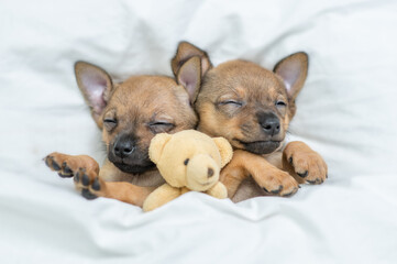 Toy terrier puppies sleep with toy bear together under a white blanket on a bed at home. Top down...