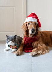 Golden Retriever and British Shorthair wearing Christmas costumes