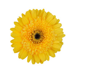 front view beautiful yellow Chrysanthemum on white background, nature, copy space