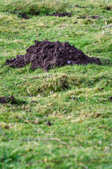 Closeup of damage done by pests, dirt mole hills in a farm's grass pasture, as a background
