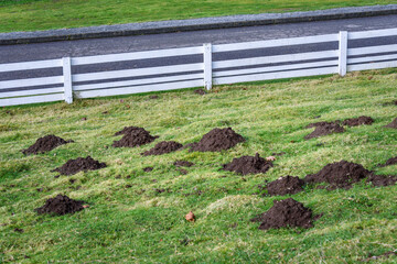 Obraz premium Damage done by pests, dirt mole hills in a farm’s grass pasture, white fence and asphalt drive in the background 