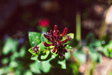 native Australian Lonicera honeysuckle firecracker plant outdoor in sunny backyard