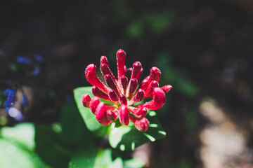 native Australian Lonicera honeysuckle firecracker plant outdoor in sunny backyard