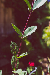 native Australian Lonicera honeysuckle firecracker plant outdoor in sunny backyard