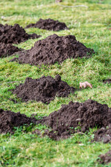 Closeup of damage done by pests, dirt mole hills in a farm's grass pasture, as a background
