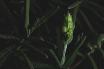 Macro close up portrait of lavender plant on black background