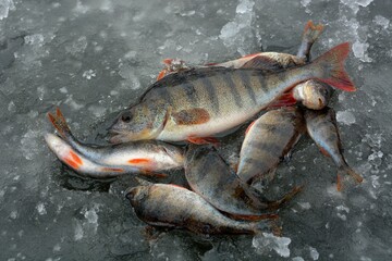 Winter fishing on the river, roach and perch fishing.