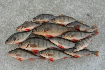 Winter fishing on the river, roach and perch fishing.