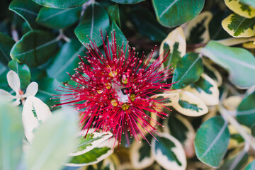native new zealander metrosideros thomasii Christmas bush plant outdoor