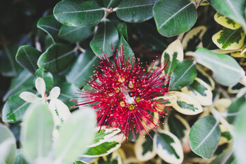 native new zealander metrosideros thomasii Christmas bush plant outdoor