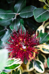 native new zealander metrosideros thomasii Christmas bush plant outdoor