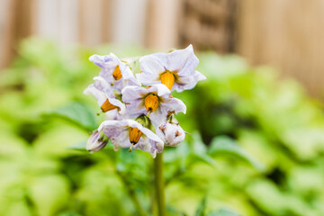 close-up of potato plant flowers outdoor in sunny backyard