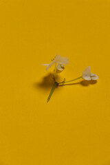 Lonely white flower on yellow table