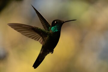 Colibrí © Alejandro