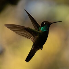 Colibrí