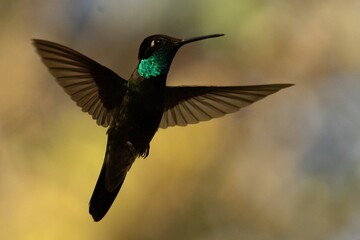 Colibrí © Alejandro