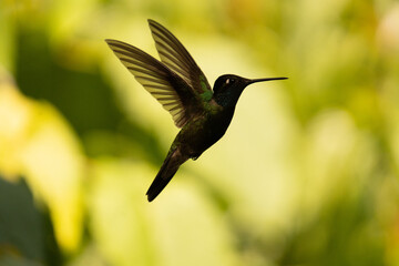 Colibrí © Alejandro