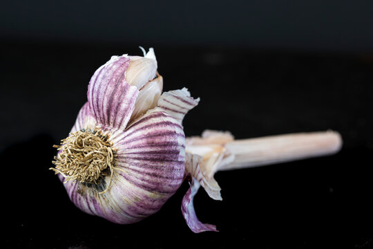 Garlic Bulb