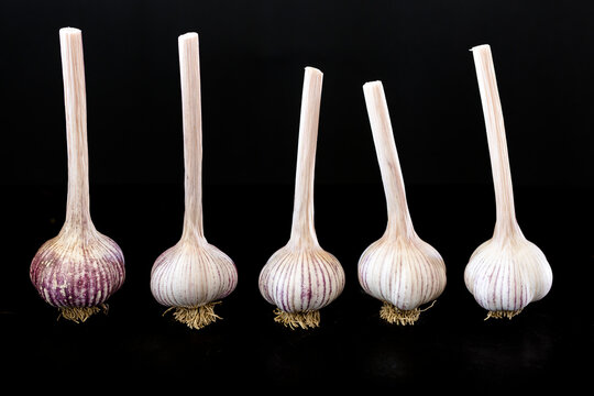 Garlic Bulbs