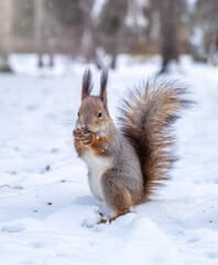Naklejka na ściany i meble The squirrel funny standing on its hind legs on the white snow