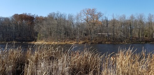 reeds in the lake