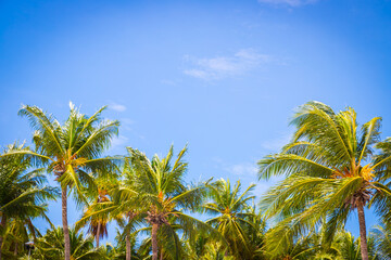 Obraz premium Big tall coconut trees on the beach by the sea