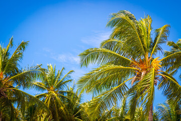 Obraz premium Big tall coconut trees on the beach by the sea