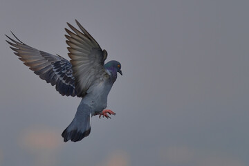 Domestic / Rock Pigeon