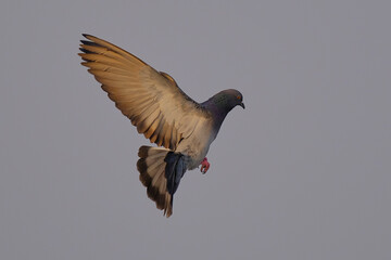 Rock / Domestic Pigeon