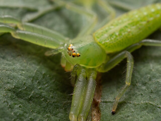 葉の上でじっと佇むワカバグモ