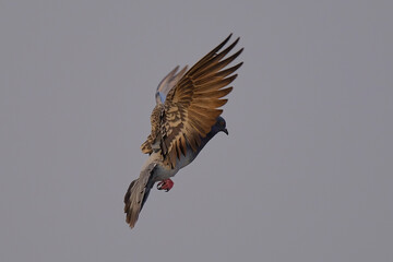 Domestic / Rock Pigeon