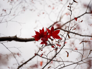 冬入り前に葉を散らす枝