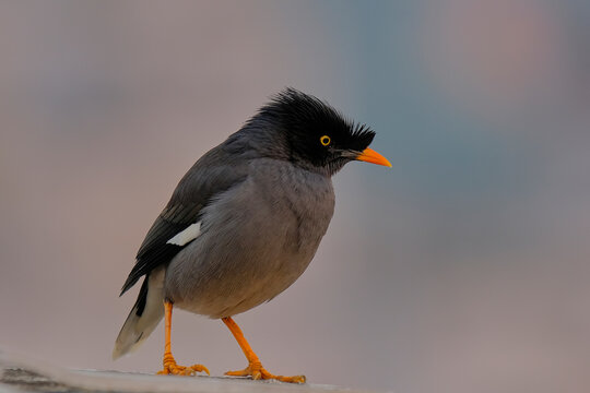 Jungle Myna